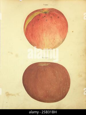 William Coxe, Manuskript, 1810–1831, die Illustration zeigt zwei unterschiedliche Äpfel, die jeweils mit ihren jeweiligen Namen beschriftet sind. Der oberste Apfel trägt den Namen „Violet“ und zeichnet sich durch einen leuchtenden rot-orangen Farbton mit subtilen Variationen aus, darunter ein Hauch von Gelb auf einer Seite und kleine dunkle Flecken auf der Oberfläche. Der untere Apfel mit der Bezeichnung „Pennock“ zeigt einen tieferen rötlich-braunen Ton mit einem glatteren Aussehen und einer leicht abgerundeten Form. Beide Äpfel werden mit viel Liebe zum Detail dargestellt und zeigen ihre Texturen und Farben vor einem gedämpften Hintergrund, der den Fokus auf die fru erhöht Stockfoto