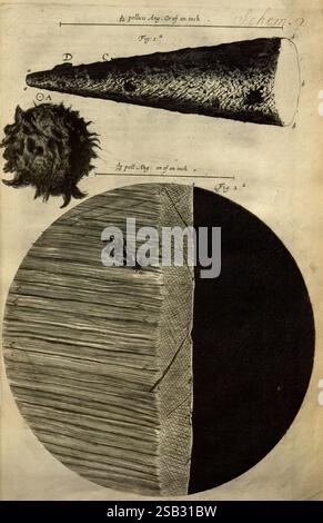 Mikrographia, oder einige physiologische Beschreibungen von winzigen Körpern, hergestellt durch Lupen, London, gedruckt von Jo. Martyn und Ja. Allestry, Drucker der Royal Society, 1665, Mikroskopie, Naturgeschichte, prälinneanische Werke, diese Abbildung zeigt eine detaillierte Studie einer konischen Struktur, die oben hervorgehoben ist und verschiedene beschriftete Teile als Referenz zeigt. Unten zeigt ein kreisförmiger Abschnitt komplizierte Texturen und Muster, die den Kontrast zwischen dunklen und hellen Bereichen betonen. Das Bild untersucht die feinen Details der Oberfläche, wobei möglicherweise ein natürliches Objekt oder ein wissenschaftliches Exemplar dargestellt wird. Stockfoto