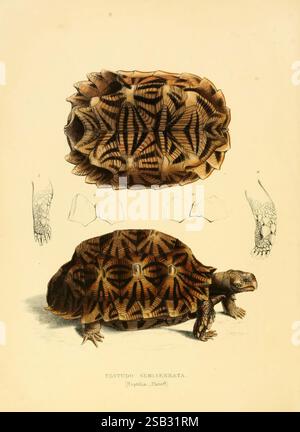 Illustrationen der Zoologie von Südafrika, v.3, London, Smith, Elder und Co, 1838-1849, Animals, Südafrika, Zoologie, die Abbildung zeigt eine detaillierte Darstellung einer Schildkrötenart, die für ihr markantes Muschelmuster und ihre Textur bekannt ist. Die Schildkröte wird in einer Seitenansicht präsentiert und zeigt ihre einzigartigen Markierungen und die unverwechselbare Form ihres Körpers. Über der Schildkröte werden verschiedene Ansichten der Schale angezeigt, einschließlich einer Draufsicht, die die komplizierten geometrischen Konstruktionen hervorhebt, die durch die Grate und Nuten gebildet werden. Zusätzliche Skizzen zeigen die Gliedmaßen und den Kopf der Schildkröte und bieten eine umfassende Darstellung Stockfoto