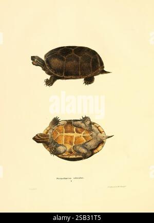 North American Herpetology, Philadelphia, J. Dobson, 1836-1840, Vereinigte Staaten, Amphibien, Reptilien, Sternothaerus odoratus, die Illustration zeigt zwei unterschiedliche Ansichten einer Schildkröte, die sowohl ihre dorsale als auch ihre ventrale Seite zeigt. Die obere Abbildung hebt die dunkle, strukturierte Schale der Schildkröte mit komplizierten Details hervor, die ihre robuste Konstruktion und den leicht zur Seite gewendeten Kopf betonen. Die untere Ansicht zeigt den helleren, gemusterten Unterbauch der Schildkröte, der die kontrastierenden Farben und Texturen ihres Panzers offenbart. Diese detaillierte Darstellung unterstreicht die Schönheit der Art, Label Stockfoto