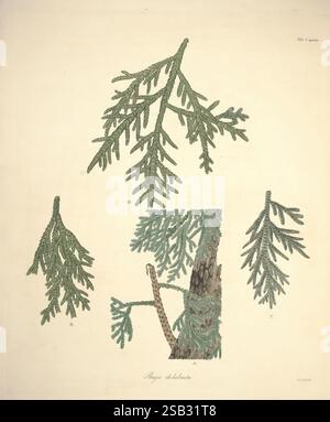 Beschreibung der Gattung Pinus, London, J. White, 1803-1824, Pinaceae, Thujopsis dolabrata, Eine detaillierte Illustration, die verschiedene Teile eines Nadelbaums zeigt, mit aufwändig verarbeiteten Ästen und Nadeln. Die Zusammensetzung hebt vier verschiedene Ansichten hervor, die mit A, B, C und D gekennzeichnet sind. Ansicht A zeigt eine Nahaufnahme der Nadelgruppen, während Ansicht B einen Zweigschnitt aufweist. Ansicht C zeigt ein Rumpf-Detail mit Textur- und Formelementen, und Ansicht D zeigt zusätzliche Nadelanordnungen. Das Kunstwerk betont die natürliche Schönheit und Komplexität der Struktur des Baumes, illustrat Stockfoto