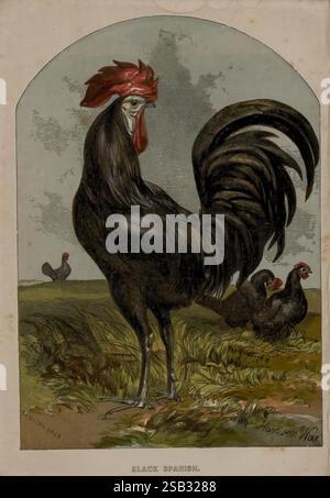 Profitables Geflügel London Darton & Co. 1854, die Abbildung zeigt einen auffälligen schwarzen spanischen Hahn mit seinem markanten, glänzend schwarzen Gefieder und markanten roten Kamm, der selbstbewusst in einer üppigen grünen Landschaft steht. Die Haltung des Hahns strahlt ein Gefühl von Stolz und Vitalität aus und zeigt seine langen, eleganten Schwanzfedern, die sich dramatisch entfalten. Im Hintergrund sind zwei weitere Hühner zu sehen, was zur ruhigen ländlichen Szene beiträgt. Die lebendigen Farben der Umgebung stehen in einem wunderschönen Kontrast zu den tiefen Tönen der Vögel und unterstreichen die natürliche Schönheit dieser Geflügelrassen. Der Titel "Black Spanis Stockfoto