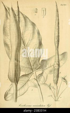 Gartenflora, Erlangen, F. Enke, 1852-1940, Botanik, Gartenbau, Deutschland, Zeitschriften, Pflanzen, Zierpflanzen, Pflanze zeigt die Illustration die botanische Studie von **Xanthosoma auriculatum**, die die unterschiedliche Morphologie ihrer Blätter und Blütenstände zeigt. Auf der linken Seite ist ein großes, ovales Blatt dargestellt, das durch hervorstehende Adern und eine glatte Oberfläche gekennzeichnet ist. Rechts davon erhebt sich die längliche und stachelige Blütenstände, die durch ihre strukturierte Spadix und die umliegenden Blumenstrukturen hervorgehoben werden. Die detaillierte Kennzeichnung enthält Buchstaben, die bestimmte Teile der Pflanze kennzeichnen und so zum wissenschaftlichen Dokument beitragen Stockfoto