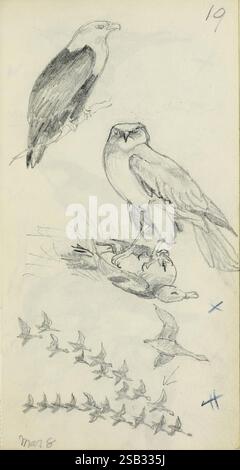 Abel Chapmans Sudan Skizzenbücher zwischen 1913 und 1919 zeigt die Szene eine Reihe detaillierter Skizzen, die verschiedene Vogelarten darstellen. Der obere Teil zeigt zwei verschiedene Greifvögel, die akribisch dargestellt sind, um ihre anatomischen Merkmale und ihre Haltung hervorzuheben. Ein Adler steht stolz, während der andere in einer dynamischeren Pose ist, was auf einen Moment der Aktivität oder Wachheit hindeutet. Unterhalb dieser Vogelfiguren ist eine horizontale Anordnung von sechs stilisierten Vögeln dargestellt, die wahrscheinlich eine Sequenz von Bewegungen oder Flugmustern darstellen. Diese künstlerische Komposition fängt das Wesen der Wildbeobachtungen ein Stockfoto