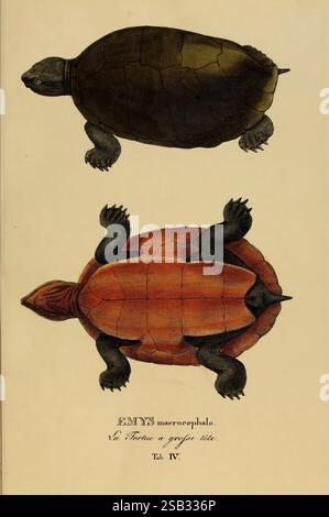 Art novae, Testudinum quas in itinere annis 1817-1820, Monachii, Impensis Editoris, 1838, Brasilien, Testudinae, Schildkröten, Peltocephalus dumeriliana, Peltocephalus dumerilianus, Emy macrocephala, große Amazonasschildkröte, Herpetologie, Reptilien, die Illustration zeigt zwei unterschiedliche Ansichten der Emys macrocephala, einer Schildkrötenart, die für ihren prominenten Kopf bekannt ist. Die obere Ansicht zeigt die dunkle, stromlinienförmige Schale und Gliedmaßen der Schildkröte, während die untere Ansicht die hellere, gemusterte Schale und die glatten Konturen ihres Körpers zeigt. Die detaillierte Kennzeichnung hebt den Namen der Art hervor, wobei i hervorgehoben wird Stockfoto