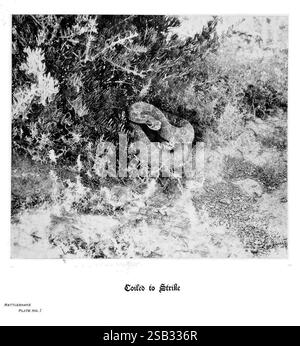Hufe, Klauen, Geweihe, Rocky Mountains, Kamera, Denver, Co, F.S. Thayer, 1894, Animals, Bildwerke, Eine Klapperschlange ist gewickelt und in der Nähe eines Busches, deren Körper sich mit der natürlichen Umgebung verschmilzt. Die markanten Markierungen und Texturen der Schlange sind sichtbar, was ihre Zuschlagsbereitschaft unterstreicht. Die Umgebung ist zerklüftet und weist auf eine trockene Landschaft hin, in der die Schlange normalerweise lebt. Die Szene fängt die Spannung und Schönheit der Tierwelt ein und zeigt die anpassungsfähige Tarnung und Verhaltenshaltung der Klapperschlange in einem Moment der Stille. Der Titel „Coiled to Strike“ betont die Aufmerksamkeit der Schlange Stockfoto
