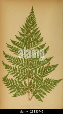 Farne, britisch, exotisch, 1856-60, Farne, eine detaillierte Abbildung eines Farns mit seinen komplizierten Wedel und Blattstruktur. Der Farn ist symmetrisch dargestellt, mit fein geteilten Faltblättern, die als Pinnae bekannt sind. Die Stiele verzweigen anmutig und führen zu einem üppigen grünen Laub, das die für Farnblätter typischen zarten Texturen und Muster einfängt. Unter der Abbildung ist der wissenschaftliche Name „Aspidium nissicum“ eingetragen, der seine Klassifizierung angibt. Diese botanische Darstellung unterstreicht die natürliche Schönheit und Komplexität der Farne und unterstreicht ihre Bedeutung Stockfoto