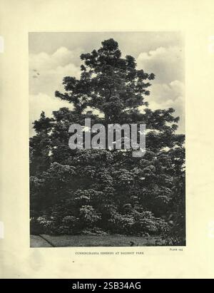The Trees of Great Britain & Ireland, Edinburgh, Priv. Print, 1906-13, Großbritannien, Irland, Bäume, majestätisch steht im Bagshot Park eine hoch aufragende Cunninghamia lanceolata, die allgemein als Chinesische Tanne bekannt ist. Das dichte Laub des Baumes zeigt seine weitläufigen Äste und nadelförmigen Blätter, die sich anmutig vor einem weichen Hintergrund abheben. Die Szene erweckt ein Gefühl der Ruhe und der natürlichen Schönheit, hebt die beeindruckende Gestalt des Baumes hervor und gewährt einen Einblick in die ruhige Umgebung des Parks. Unter dem Baum bietet ein Pfad einen einladenden Ort für Besucher, um dieses bemerkenswerte zu bewundern Stockfoto