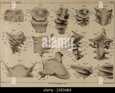 Zeitschrift für wissenschaftliche Zoologie, Leipzig, Wilhelm Engelmann, 1849-, Anatomie, Vergleichende, Bibliographie, Zeitschriften, Zoologie, Museum für Vergleichende Zoologie, diese Sammlung enthält eine Reihe anatomischer Illustrationen, die verschiedene Wirbelformen und -Strukturen darstellen. Jede Figur ist mit numerischen Identifikatoren versehen, die eine systematische Darstellung von Wirbeln verschiedener Spezies oder Entwicklungsstadien ermöglichen. Die detaillierten Zeichnungen betonen die unterschiedlichen Konturen und Merkmale der einzelnen Wirbel und zeigen die Komplexität der Wirbelsäulenmorphologie. Dieses Schulungsmaterial hebt hervor Stockfoto