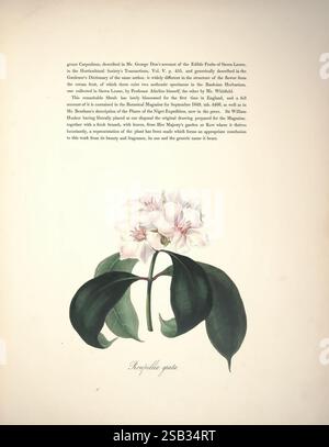 Exemplare der Flora of South Africa, London, 1849, malerische Werke, Pflanzen, Südafrika, Roupellia grata, Strophanthus gratus, Arabella Elizabeth Roupell, Arabella Roupell, Südafrika, Frauen in Wissenschaft, Blumen, Arabella Roupell, Arabella Elizabeth Roupell, die Abbildung zeigt eine zarte Darstellung der **Ryncholaelia greyi**, einer Orchideenart, die für ihre auffällige Blumenstruktur bekannt ist. Die raffinierten Blüten zeigen elegante, weiche Blütenblätter in Rosa- und Weißtönen mit dezenten gelben Akzenten, die ihre Schönheit unterstreichen. Die Pflanze ist mit saftig grünen Blättern präsentiert, die sich in der Schale befinden Stockfoto