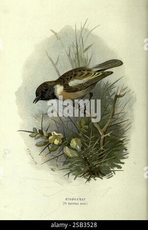 Vertraut, wild, Vögel, London, New York, Cassell, 1883, Vögel, Wörterbücher, Bildwerke, Saxicolarubicola, europäisch, Steinechat., die Darstellung zeigt einen Steinechat, der zart auf einem schlanken Zweig thront, umgeben von üppigem Gras und kleinen blühenden Pflanzen. Der Vogel verfügt über eine markante Mischung aus Erdbraun und dezenten Orangen, mit einer auffälligen dunklen Kappe und Kehle. Seine Haltung ist aufmerksam, da er seine Umgebung beobachtet und die charakteristische Neugier dieses kleinen singvogels unterstreicht. Unter der Abbildung ist die Art auf dem Etikett als „Stonechat“ gekennzeichnet, zusammen mit einem Hinweis Stockfoto