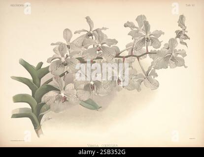 Reichenbachia, St. Albans, London, New York, F. Sander & Co, Orchid Growers & Importers, H. Sotheran & Co, I. Forstermann, 1888-1890. Orchidaceae, Henry Frederick Conrad Sander, Orchideen, Botanik, Blumen, Taxonomie: Familie = Orchidaceae, Henry George Moon, Vanda coerulea, Eine zarte Vanda coerulea Orchidee, die ihre komplexen Blüten und Besonderheiten zeigt. Der blühende Stiel erstreckt sich anmutig, verziert mit Haufen elegant geformter Blütenblätter, die dezente Muster und Texturen aufweisen. Die Blätter, glänzend und reich an Farbe, tauchen aus einer stabilen Basis hervor und verleihen der Komposition Tiefe Stockfoto