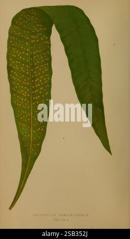 Farne, britisch, exotisch, 1856-60, Farne, die Abbildung zeigt zwei unterschiedliche Farnblätter der Art Polypodium hemionitideum. Ein Blatt zeichnet sich durch seine langgezogene, glatte Struktur aus, während das andere ein lebhaftes Muster aus kleinen, orange-braunen sori an seinen Rändern zeigt. Diese Anzeige von sori zeigt die für Farne typischen Reproduktionsstrukturen an. Jedes Blatt zeigt eine komplizierte Aderung und eine reiche Textur, die die einzigartigen Merkmale dieser besonderen Farnart veranschaulicht. Die botanischen Details sind unten mit Angabe des wissenschaftlichen Namens und der Volumenreferenz gekennzeichnet, was einen Schwerpunkt auf widerspiegelt Stockfoto