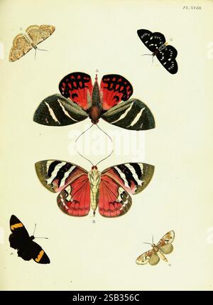 De uitlandsche kapellen voorkomende in de drie waereld-deelen, Asia, Africa en America, Amsteldam, Chez S. J. Baalde, 1779-1782, Africa, America, Asia, Lepidoptera, Surinam, Lepidoptera, die Illustration zeigt eine Sammlung wunderschön detaillierter Schmetterlinge und Falter, die jeweils symmetrisch angeordnet sind. Oben in der Mitte zeigt ein markanter Schmetterling lebendige rote und schwarze Muster mit komplexen Flügeldesigns. An diesem zentralen Exemplar befinden sich zwei kleinere Falter, von denen einer eine eine sanfte beige Färbung und der andere tiefschwarze Flügel aufweist. Unten ein großer Schmetterling Capti Stockfoto