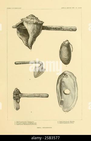 Kunst in Hülle der alten Amerikaner, Washington, Govt. Print, 1883, Antiquitäten, indische Kunst, Indianer, Muscheln in der Kunst, viele Hüte von Holmes, Unio gibbus, Kate Clifton Osgood, Kate Clifton Osgood Holmes, Kate Clifton Holmes, Kate Osgood Holmes, Kate Clifton Osgood, Frauen in der Wissenschaft, diese Abbildung zeigt eine Sammlung verschiedener Schalengeräte, die ihre einzigartigen Formen und Formen zeigen. Oben links befindet sich eine Muschelschale mit einem gebogenen Griff, die wahrscheinlich als Werkzeug oder Utensilien verwendet wird. Darunter zeigt ein konisches Werkzeug die Funktionalität, möglicherweise zum Graben oder Schnitzen. Rechts ein glattes, abgerundetes s Stockfoto