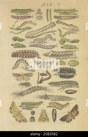 Schmetterlinge, Manuskript, zwischen 1873 und 1883?, schmetterlinge, Lebenszyklen, Manuskripte, Bildwerke, Insekten, Schmetterlinge, die Illustration zeigt eine vielfältige Sammlung von Raupen, Puppen und Falter in einem organisierten Format angeordnet. Verschiedene raupenformen, die in Farben und Mustern variieren, werden neben ihren entsprechenden metamorphosierten zuständen – Puppen und reife Falter – gezeigt. Jedes Exemplar ist sehr detailliert und hebt Merkmale wie Textur, Form und Färbung hervor. Das Layout ist systematisch, wobei wissenschaftliche Etiketten möglicherweise Arten oder Entwicklungsstadien anzeigen Stockfoto