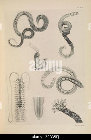 Eine Monografie der britischen Marine Anneliden London The Ray Society 1873/1900-1922/23. Annelida Great Britain Nemertea Polychaeta Worms, diese Abbildung zeigt eine Vielzahl von Meeresorganismen, die ihre einzigartigen anatomischen Strukturen zeigen. Im oberen Bereich sind verschiedene Arten von tentakelten Kreaturen zu sehen, einige mit komplizierten Spulenmustern und -Texturen. Unten wird ein segmentierter Organismus hervorgehoben, der seine ausgeprägten Merkmale und sein kompliziertes Design veranschaulicht. Eine detaillierte Darstellung eines Kopffüßentakels zeigt seine unterschiedlichen Saugnäpfe. In der unteren rechten Ecke ist ein weiteres marinesisches Spektiv dargestellt Stockfoto