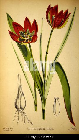 Belgique horticole Lüttich Botanik Gartenbauzeitschriften Pflanzen, dieses Kunstwerk zeigt eine atemberaubende Illustration von *Tulipa hageri*, die eine lebendige Darstellung roter Tulpenblüten mit langen grünen Blättern zeigt. Die Blüten sind in verschiedenen Winkeln dargestellt, was ihre Blütenblattstruktur und ihre markanten Markierungen hervorhebt. Die florale Darstellung wird durch detaillierte botanische Studien begleitet: Eine zeigt die Knolle, aus der die Tulpe wächst, und eine andere zeigt die Samenkapsel, die einen umfassenden Überblick über die Anatomie der Pflanze bietet. Die Illustration ist künstlerisch beschriftet, wobei der Artenname an prominenter Stelle steht Stockfoto
