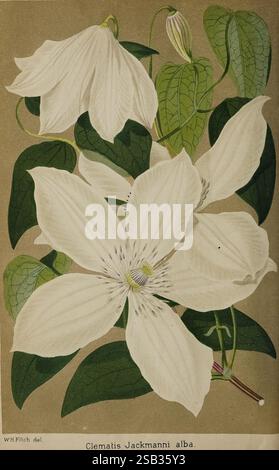 Der Florist und Pomologe, und Vorstadtgärtner, London, 1880, Blumengärtnerei, Obstkultur, Gartenarbeit, Großbritannien, Zeitschriften, Eine wunderschöne Darstellung der Clematis Jackmannii alba mit ihren markanten weißen Blüten. Die Blüten weisen zarte, blattartige Strukturen auf, mit dezenten Adern und einem markanten Zentrum, in dem feine Staubblätter nach außen strahlen. Die umliegenden Blätter sind üppig und lebendig, mit detaillierten Adern, die ihre Textur verbessern. Die Gesamtkomposition unterstreicht die Eleganz dieser blühenden Pflanze vor einem weichen, kontrastfarbenen Hintergrund, der den unberührten Beau betont Stockfoto