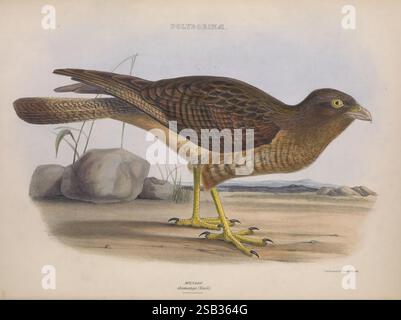Die Gattungen der Vögel, 1849, Vögel, Verhaltensklassifizierung, Bildwerke, ornithologische Illustration., Eine detaillierte Illustration eines Vogels, der auf einer felsigen Oberfläche thront und seine Besonderheiten zeigt. Der Vogel hat einen robusten Körper mit reichhaltigem, strukturiertem Gefieder in Braun- und helleren Tönen. Seine auffälligen gelben Augen vermitteln Wachheit, während seine kräftigen, scharfen Krallen deutlich sichtbar sind und das felsige Substrat greifen. Der Hintergrund enthält subtile Elemente der Vegetation, die auf den natürlichen Lebensraum des Vogels hinweisen und dessen Verbindung zur Umwelt betonen. Die Gesamtzusammensetzung Stockfoto