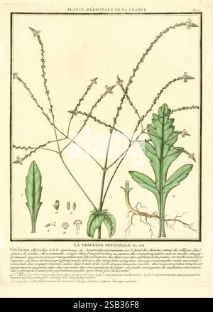 Herbier de la France, Paris, Chez l'auteur, Didot, Debure, Belin, 1780-93, Frankreich, Pilze, Heilpflanzen, Bildwerke, Pflanzen, giftige Pflanzen, die Illustration zeigt die Heilpflanze, die als Eisenkraut bekannt ist, insbesondere „La Verveine officinale“. Sie zeichnet sich durch die besonderen Merkmale der Pflanze aus, einschließlich ihres schlanken Stängels und ihrer kleinen Blüten. Detaillierte Darstellungen der Blätter zeigen ihre gezackten Kanten und ihre unterschiedlichen Formen. Neben der Hauptabbildung zeigen zusätzliche Ansichten die Wurzeln und Samen der Pflanze an und bieten einen umfassenden Einblick in die Anatomie der Pflanze. Der Text unter dem ich Stockfoto