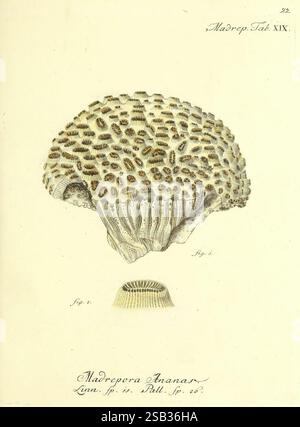 Die Pflanzenthiere in Abbildungen nach der Natur, Nürnberg, in der Raspischen Buchhandlung, 1791-1830, Cnidaria, Ctenophora, Coral, eine wunderschön detaillierte Illustration, die die Korallenart Madrepora tinans zeigt. Das Diagramm hebt die komplizierte Struktur der Korallen hervor und betont ihre einzigartigen Muster und Texturen. Die Abbildung zeigt beschriftete Abschnitte, die einen klaren Überblick über die physikalischen Eigenschaften bieten. Diese wissenschaftliche Darstellung spiegelt die Präzision und Kunstfertigkeit botanischer und zoologischer Studien wider, die typisch für die historische naturgeschichtliche Dokumentation sind. Der untere Abschnitt des Stockfoto