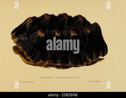 Schildkröten, Schildkröten und Schildkröten London, Paris und Frankfurt, h. Sotheran, J. Baer & Co, 1872. Schildkröten, Terrapin, Testudinidae, Bildwerke, Chelonoidis carbonaria, dieses Stück zeigt eine detailreiche Illustration einer Schildkrötenschale mit einzigartigen Mustern und Texturen. Die Schale weist eine symmetrische Anordnung von Graten und Schuppen auf, die das robuste Design der Kreatur unterstreicht. Die Farbgebung steht im Kontrast zwischen dunklen Tönen und helleren Lichtern, die die dreidimensionalen Aspekte der Schale betonen. Unter der Abbildung ist der wissenschaftliche Name „Testudo carbonaria“ elé Stockfoto