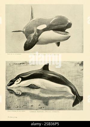 Britische Säugetiere von Sir Harry Johnston London Hutchinson 1903 Großbritannien Fossil Wal Orca Säugetiere Killerwal Schweinswal Hafenschwal orcinus Orcinus orca phocoena phocoena, das Bild zeigt zwei Abbildungen von Meeressäugern, die vertikal angeordnet sind. Auf der Spitze ist eine Darstellung eines Grampus, auch bekannt als Killerwal (Orca Gladiator), mit seinem markanten großen, robusten Körper und der markanten Rückenflosse. Darunter befindet sich eine Zeichnung des gemeinen Schweinswals (Phocoena communis), die für seine stromlinienförmige Form und seine kleinere Größe im Vergleich zum Grampus hervorgehoben wurde. Die kontrastierenden Darstellungen betonen das u Stockfoto