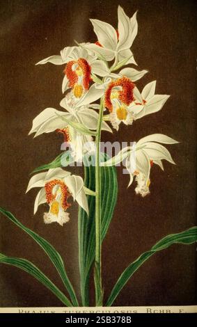 Gartenflora, Erlangen, F. Enke, 1852-1940, Botanik, Gartenbau, Deutschland, Zeitschriften, Zierpflanzen, Pflanzen, Blume, diese exquisite botanische Illustration zeigt den Phajus tuberculosus, eine Orchideenart, die für ihre auffällige Blüte bekannt ist. Die Blüten zeichnen sich durch ihre komplizierte Struktur aus, die zarte weiße Blütenblätter mit satten, orangen und roten Markierungen zeigt. Die Blätter sind üppig und grün, was einen lebhaften Kontrast zu den Blüten bietet, während der dunkle Hintergrund die gesamte Eleganz der Komposition unterstreicht. Die Abbildung zeigt eine akribische Liebe zum Detail, die den erfasst Stockfoto