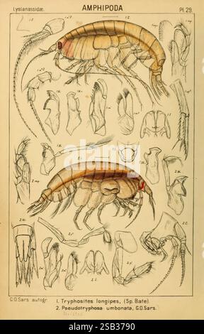 Ein Bericht über die Crustacea von Norwegen, Christiania, A. Cammermeyer, 1895-1928, Crustacea, Norwegen, Krebstiere, diese Illustration zeigt detaillierte entomologische Untersuchungen von Amphipoden, insbesondere die Arten *Tryphosites longipes* und *Pseudotryphosa umbonata*. Es werden verschiedene anatomische Komponenten dargestellt, die Merkmale wie Antennen, Anhänge und Körpersegmente darstellen. Jeder Teil ist sorgfältig gekennzeichnet, um Klarheit über die morphologischen Eigenschaften dieser Krebstiere zu schaffen, die für das Verständnis ihrer Klassifizierung und Biologie innerhalb der Familie der Lysianassidae wichtig sind Stockfoto