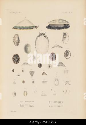 Mollusca, Muscheln, Boston, Gould, Lincoln, 1852, Mollusken, diese Illustration zeigt eine detaillierte Auswahl verschiedener Schalentypen, die die komplizierten Designs und Muster in der Natur zeigen. Die Schalen werden in mehreren Ausrichtungen dargestellt, wobei ihre einzigartigen Formen, Texturen und Farben hervorgehoben werden. Jede Schale ist mit ihrem wissenschaftlichen Namen und den entsprechenden Informationen versehen, was die Vielfalt innerhalb der Sammlung unterstreicht. Das Arrangement fängt die Schönheit und Komplexität der Meereslebewesen ein und dient als Untersuchung der Weichtiere und ihrer charakteristischen Eigenschaften. Stockfoto