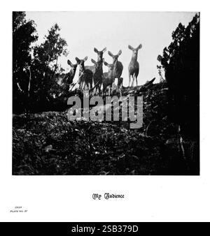 Hufe, Klauen, Geweihe, der Rocky Mountains, vor der Kamera. Denver, Co. F.S. Thayer, 1894, Tiere, Bildwerke, eine Gruppe von Hirschen steht in einer Linie, die vor einem Hintergrund von Bäumen und einem subtilen Himmel eine Silhouette bildet. Ihre aufmerksame Haltung deutet darauf hin, dass sie etwas aus der Ferne beobachten. Die umliegende Landschaft bietet unebenes Gelände mit Laub und Ästen, die ein Gefühl der natürlichen Wildnis schaffen. Unterhalb der Szene steht die Beschriftung „mein Publikum“, während ein Verweis auf „Hirsch“ und „Platte Nr. 37“ ein Element der Klassifizierung oder Katalogisierung hinzufügt, das auf eine Studie über Wildtiere oder eine Co-Studie hinweist Stockfoto