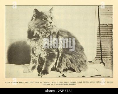 The Human Side of Animals, New York, Frederick A. Stokes Company [1918], Tierkatze, Felis catus, Eine flauschige Katze sitzt in einem Winkel und zeigt ihr dickes Fell und ihren aufmerksamen Ausdruck. Die Ohren der Katze sind hoch, was auf Neugier hindeutet. Dahinter deuten schwache Umrisse auf einen strukturierten Hintergrund hin, der möglicherweise auf ein Fenster oder andere Elemente in der Umgebung hinweist. Unter der Katze zeigt eine Bildunterschrift die einzigartige Beziehung, die Katzen mit Musik haben, was darauf hindeutet, dass diese Tiere im Gegensatz zu Hunden eine ausgeprägte Empfindlichkeit gegenüber musikalischen Klängen besitzen. Stockfoto