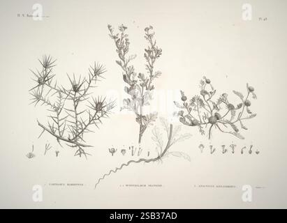 Flore d'Egypt, Paris, Imprimerie Impériale, 1813, Pflanzen, Ägypten, Eine Reihe botanischer Illustrationen, die verschiedene Pflanzenarten zeigen. Auf der linken Seite ist die Stachelstruktur einer kaktähnlichen Pflanze dargestellt, die als „Zimmermannsmahrub“ gekennzeichnet ist. Daneben ist ein Blattkraut abgebildet, das als „Rheum palmatum“ oder chinesischer Rhabarber bezeichnet wird und sich durch seine breiten Blätter und seine charakteristische Blattform auszeichnet. Die dritte Abbildung zeigt „Sauropus alexandrianus“, die Gruppen von kleinen Früchten oder Samen zeigt und deren Fortpflanzungseigenschaften unterstreicht. Unter jeder Pflanze detaillierte Darstellungen von Samen oder Wurzelstruppen Stockfoto