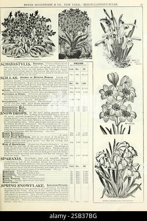 Herbst, Zwiebeln, Katalog, New York, Peter Henderson & Co, 1900, Blumen, Gartenarbeit, Samen, Schneeglöckchen, Kataloge, Scillas, sparaxis, Schneeflocke im Frühling, Ausrüstung und Zubehör, Zwiebelpflanzen, Handelskataloge, Peter Henderson Co, Gartengeschichten, in Bloom zeigt die Abbildung eine Vielzahl von blühenden Pflanzen zusammen mit ihren Namen und Preisinformationen. Hervorzuheben sind: 1. **Schizostylis** - der Preis wird für seine leuchtenden Blüten mit 50 Cent pro Glühbirne angegeben. 2. **Scillas** - mit Spezifikationen erwähnt und mit einem Preis von jeweils 10 Cent. 3. **Schneeglöckchen** - angezeigt mit ihrem d Stockfoto