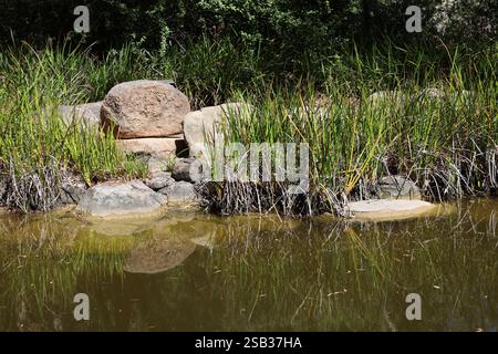 Große Felsen inmitten hoher grüner Gräser, die sich in ruhigem Wasser spiegeln, leuchten am Rand eines trüben Teichs in der Sonne Stockfoto