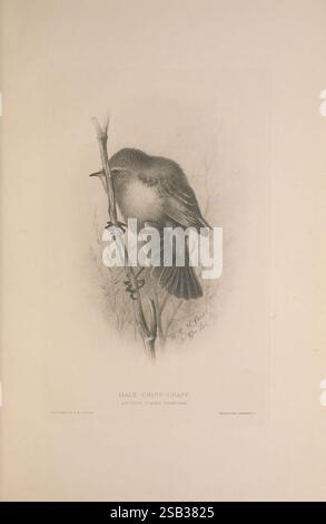 The British Warblers London R. H. Porter 1907-1914 Great Britain Birds Sylviidae Phylloscopus collybita Common Chiffchaff, Eine detaillierte Abbildung eines männlichen Chiffchaff, der auf einem schlanken Ast thront. Der Vogel ist im Profil dargestellt und zeigt seinen runden Körper, seine zarten Federn und einen subtilen Ausdruck, der ein Gefühl von Wachheit vermittelt. Die Umgebung enthält minimalistische Details, die auf einen natürlichen Lebensraum hinweisen und die Aufmerksamkeit des Betrachters auf die Merkmale des Vogels lenken. Unter der Abbildung identifiziert der Text das Thema als „männliche Chiff-Chaff“ und weist auf sein charakteristisches Verhalten hin. Stockfoto