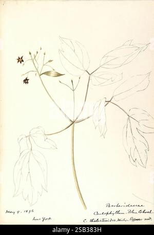 Aquarellskizzen von Pflanzen Nordamerikas und Europas, Eine botanische Illustration mit einer detaillierten Untersuchung einer Pflanze aus der Familie der Berberidaceae. Die Komposition hebt komplizierte Blattstrukturen und zarte Blüten hervor und zeigt die natürliche Schönheit und Komplexität des Exemplars. Das Datum, 9. Mai 1896, ist notiert, zusammen mit einer handschriftlichen Anmerkung, die die Identifizierung der Pflanze als „C. thalictroides Huth“ und den Namen des Künstlers angibt. Die akribische Liebe zum Detail unterstreicht die wissenschaftliche Erforschung der Flora während dieser Zeit, was sowohl künstlerische Fähigkeiten als auch eine Hingabe an botan widerspiegelt Stockfoto