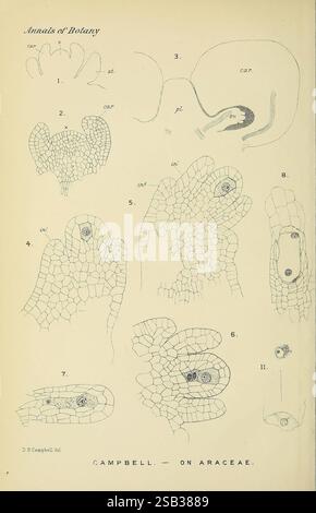 Annalen der Botanik, London, Botanik, Zeitschriften, Pflanzen, eine wissenschaftliche Illustration, die verschiedene anatomische Merkmale der Araceae-Familie darstellt. Die Zahlen sind mit Nummern gekennzeichnet und beschreiben die Struktur der Werksartikel. Dazu gehören Bilder von Blattgewebe, Zellstrukturen und reproduktiven Komponenten, die die komplizierten Designs und Muster in der Anatomie der Pflanze veranschaulichen. Die Zeichnungen zeigen sowohl die zelluläre Organisation als auch die größeren strukturellen Elemente, was die Vielfalt und Komplexität der Araceae unterstreicht. Jeder beschriftete Abschnitt trägt zu einem Complrehen bei Stockfoto