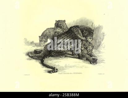 Stiche von Löwen, Tigern, Panthern, Leoparden, Hunden, &c 1853, Tiermalerei und -Illustration, Tiere, Bildwerke, Panthera, Panthera pardus, Leopard, afrikanisches Tier, Afrikaner, Afrika, große Katze, Katze, Panthera, asiatisches Tier, asiatisch, Asien, eine Gruppe von Leoparden wird in einer ruhigen, aber fesselnden Szene dargestellt, in der ihre charakteristischen gepunkteten Mäntel gezeigt werden. Der vorderste Leopard ist an einen anderen angeschmiedet, seine starke körperliche und muskulöse Struktur ist offensichtlich. Der Hintergrund zeigt felsige Formationen, die einen natürlichen Lebensraum bieten, während die subtilen Texturen und Muster die anmutige Mo der Leoparden hervorheben Stockfoto