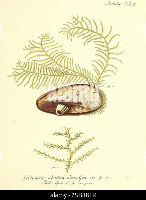 Die Pflanzenthiere in Abbildungen nach der Natur, Nürnberg, in der Raspischen Buchhandlung, 1791-1830, Cnidaria, Ctenophora, eine Illustration eines Meeresorganismus, insbesondere einer Art Brachiopod, gekennzeichnet als „Sertularia abietina“. Das Bild zeigt die Schale des Brachiopodes mit komplizierten Details, die seine einzigartigen Formen und Texturen zeigen. Um sie herum befinden sich zarte, farnartige Fronten, die die natürliche Ästhetik des Exemplars verbessern. Die Darstellung enthält eine nummerierte Zahl als Referenz, die zur wissenschaftlichen Kategorisierung des Organismus beiträgt. Diese detaillierte Darstellung Stockfoto