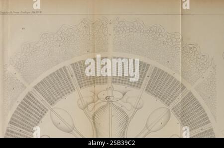 Zeitschrift für wissenschaftliche Zoologie Leipzig Wilhelm Engelmann 1849- Anatomie Vergleichende Bibliographie Zeitschriften Zoologie Museum für Vergleichende Zoologie die Illustration zeigt eine komplexe Darstellung einer biologischen Struktur, die verschiedene zelluläre Komponenten in kreisförmiger Anordnung zeigt. In der Mitte ist eine detaillierte Darstellung eines zentralen Organismus oder einer Zellstruktur von verschiedenen Arten kleinerer Elemente umgeben, die jeweils mit Zahlen gekennzeichnet sind, die ihre spezifische Identität angeben. Die umgebenden Zellformationen erscheinen komplex, mit sich überlappenden Texturen, die verschiedene b Stockfoto