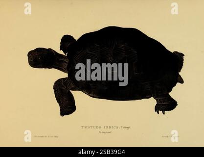 Schildkröten, Schildkröten und Schildkröten, London, Paris, und Frankfurt, H. Sotheran, J. Baer & Co, 1872. Schildkröten, Terrapin, testudinidae, Bildwerke, Cylindraspis indica, eine detaillierte Abbildung einer Schildkröte mit der Aufschrift 'Testudo Indica'. Die Schildkröte wird aus einer Top-down-Perspektive dargestellt und zeigt ihre markante, gemusterte Schale. Das Gehäuse verfügt über ein kompliziertes Design, das seiner natürlichen Form einen Hauch von Kunstfertigkeit verleiht. Die Gliedmaßen und der Kopf sind ebenfalls sichtbar, was die robuste Anatomie der Kreatur demonstriert. Die Illustration wird von einem eleganten Text begleitet, der den wissenschaftlichen Namen enthält und die Ed unterstreicht Stockfoto