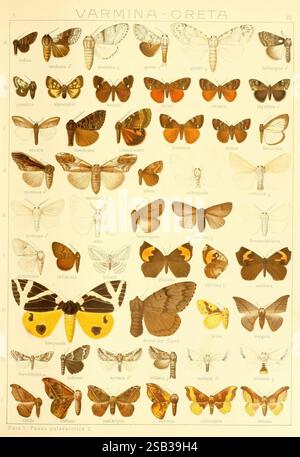 Die Gross-Schmetterlinge der Erde, Stuttgart, Alfred Kernen, 1909-, Schmetterlinge, lepidoptera, diese Ausstellung zeigt eine Reihe von wunderschön illustrierten Schmetterlingen, die alle sorgfältig mit ihren wissenschaftlichen Namen gekennzeichnet sind. Die Kollektion umfasst verschiedene Arten, die ihre komplexen Flügelmuster und ihre ausgeprägten Farben hervorheben, die von leuchtenden Gelb- und Orangentönen bis hin zu subtilen Braun- und Weißtönen reichen. Das Layout ist methodisch organisiert, wobei jeder Schmetterling so positioniert ist, dass er seine einzigartigen Eigenschaften betont. Diese pädagogische Darstellung veranschaulicht die Vielfalt der Schmetterlinge und lädt zu VI ein Stockfoto