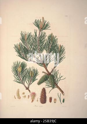 Beschreibung der Gattung Pinus, London, J. White, 1803-1824, Pinaceae, Pinus virginiana, Weihnachtsbäume, Eine detaillierte Illustration zeigt einen Zweig einer Kiefer, mit leuchtend grünen, nadelförmigen Blättern, die in Gruppen angeordnet sind, und sich entwickelnden Tannenzapfen unterschiedlicher Größe. Das Stück enthält eine Reihe von botanischen Elementen wie Samen und eine Reihe von Kegeln, die die komplizierten Details der natürlichen Struktur hervorheben. Etiketten kennzeichnen die verschiedenen Teile und verleihen dem Kunstwerk einen wissenschaftlichen Touch. Die Gesamtkomposition betont die Schönheit und Komplexität der Elemente der Kiefer in t Stockfoto