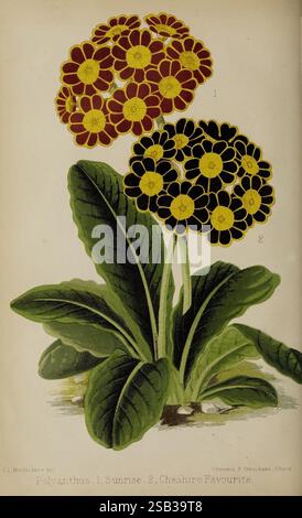 Der Florist, Pomologe, Vorstadtgärtner, London, 1880, Blumengärten, Obstkultur, Gartenbau, Großbritannien, Zeitschriften, die Abbildung zeigt zwei leuchtende Gruppen von Polyanthus-Blüten, die jeweils in unterschiedlichen Farben dargestellt sind. Die erste Gruppe mit der Bezeichnung „Sonnenaufgang“ zeigt hellgelbe Blüten mit dunkleren Mittelpunkten, die harmonisch auf schmalen grünen Stielen angeordnet sind. Daneben befindet sich der zweite Haufen, der „Cheshire Favorite“ genannt wird und durch tiefrote Blüten gekennzeichnet ist, die sich in Kontrast zu den kräftigen schwarzen Zentren befinden. Unter den Blumen fächern sich üppig grüne Blätter auf, die eine üppige Kulisse und ein Enhan bieten Stockfoto