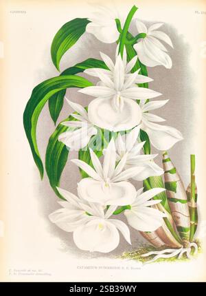 Lindenia, Gand [Belgien], Impr. F. Meyer-van Loo, 1885-1906. Klassifizierung, Reiseführer, Identifizierung, Nomenklatur, Nomenklatur populär, orchidaceae, Orchideen, Bildwerke, Terminologie, Eine wunderschön illustrierte Darstellung des Catasetum hungarothi mit seinen eleganten weißen Blüten. Die Blüten sind in Gruppen angeordnet, mit zarten Blütenblättern, die einen auffälligen Kontrast zu den üppig grünen Blättern bilden. Detaillierte botanische Merkmale, wie die Textur der Blätter und das komplizierte Design der Blüten, werden hervorgehoben, was die natürliche Schönheit der Pflanze unterstreicht. Dieses Kunstwerk dient dazu Stockfoto