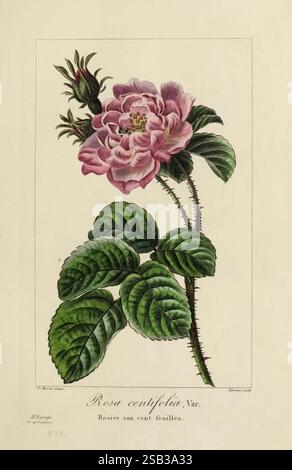 Herbier général de l'Amateur, Paris, Audot, Libraire, 1816-1827 19. Jahrhundert Floriculture France Icônes Bildwerke Pflanzen ornamental Botanik Pflanzen Zeichnungen Blumen, Eine detaillierte botanische Illustration, die die Sorte Rosa centifolia, bekannt als Kohlrose, zeigt. Die Pflanze verfügt über eine üppige Ansammlung zarter rosafarbener Blütenblätter mit einem Hauch von tiefem Rosa, die in der Mitte eine volle, abgerundete Blüte bilden. Um die Blüte herum befinden sich mehrere grüne Blätter, die sich durch ihre markanten Adern und gezackten Kanten auszeichnen, die zum üppigen Aussehen der Pflanze beitragen. Außerdem sind einige ungeöffnete Knospen sichtbar Stockfoto
