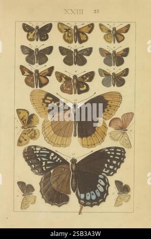 Lepidoptera, Manuskript, zwischen 1873 und 1883?, lepidoptera, Lebenszyklen, Manuskripte, Bildwerke, Insekten, Schmetterlinge, diese Illustration zeigt eine Sammlung verschiedener Schmetterlingsarten, die in organisierter Weise angeordnet sind. Im oberen Bereich sind kleine, farbenfrohe Schmetterlinge mit komplizierten Mustern auf ihren Flügeln zu sehen, während die größeren, markanteren Schmetterlinge den mittleren und unteren Teil der Komposition dominieren. Jeder Schmetterling ist akribisch detailliert und hebt die einzigartigen Formen, Farben und Texturen ihrer Flügel hervor. Ein nummeriertes System begleitet einige der Schmetterlinge, was den Th angibt Stockfoto