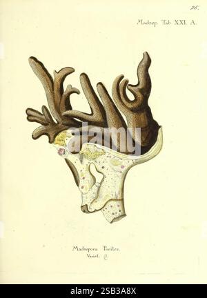 Die Pflanzenthiere in Abbildungen nach der Natur, Nürnberg, in der Raspischen Buchhandlung, 1791-1830, Cnidaria, Ctenophora, Coral, diese Abbildung zeigt eine detaillierte Darstellung einer Korallenstruktur, speziell aus der Gattung Madrepora. Die komplizierten Verzweigungsformationen heben verschiedene Texturen und Formen hervor, die für Korallen charakteristisch sind. Die subtile Färbung und Muster der Korallen tragen zu ihrer natürlichen Schönheit bei und betonen ihre biologische Komplexität. Sie dient als wissenschaftliche Darstellung, erfasst das Wesen des Meereslebens und trägt zum Verständnis der Korallenarten bei Stockfoto